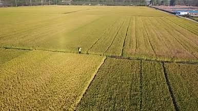 4K航拍丰收的稻田金黄的稻田视频的预览图